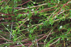 Crassula kirkii