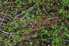 Crassula kirkii