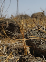 Hypsicorypha gracilis