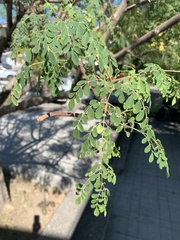 Moringa oleifera
