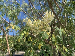 Moringa oleifera