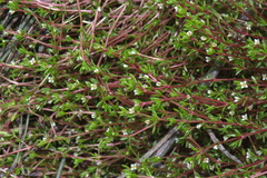 Crassula kirkii
