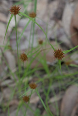 Rhynchospora pterochaeta