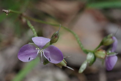 Murdannia gigantea