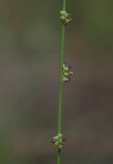 Setaria distans