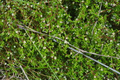 Crassula kirkii