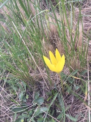 Zephyranthes filifolia