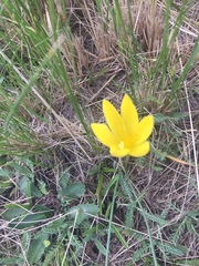 Zephyranthes filifolia