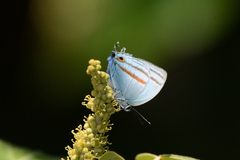 Paiwarria venulius
