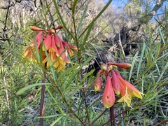 Blandfordia cunninghamii