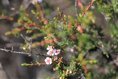 Hypocalymma strictum