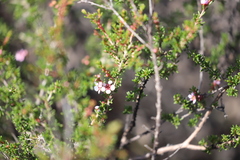 Hypocalymma strictum