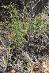 Hypocalymma strictum