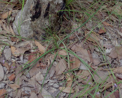 Murdannia gigantea