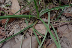 Murdannia gigantea