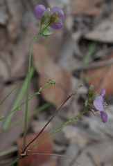 Murdannia gigantea