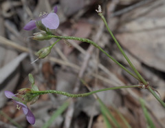 Murdannia gigantea