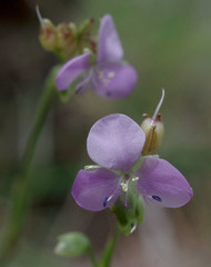 Murdannia gigantea