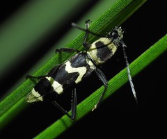 Chlorophorus curtisi