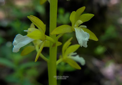 Oreorchis patens