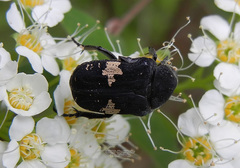 Glycyphana fulvistemma