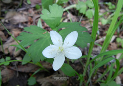 Anemonoides glabrata