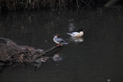 Mergus merganser