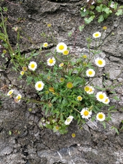 Erigeron karvinskianus