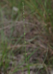 Setaria distans