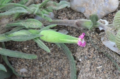 Silene conica
