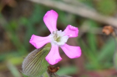 Silene conica
