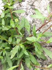 Erigeron karvinskianus
