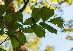 Ulmus laciniata