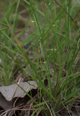 Mitrasacme prolifera