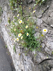 Erigeron karvinskianus