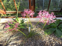 Nerine filifolia
