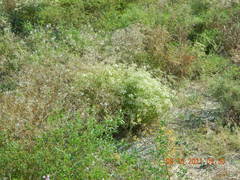 Falcaria vulgaris