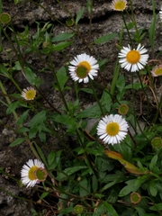 Erigeron karvinskianus