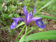 Iris uniflora