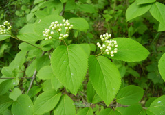 Viburnum burejaeticum
