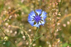 Centaurea cyanus