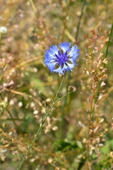 Centaurea cyanus