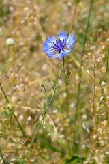 Centaurea cyanus