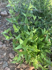 Anisacanthus thurberi