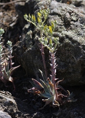 Dudleya verityi