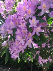 Rhododendron