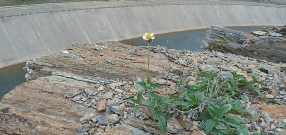 Tridax procumbens