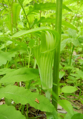 Arisaema amurense