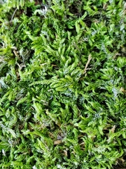 Brachythecium laetum