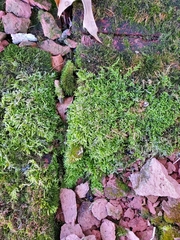 Brachythecium laetum